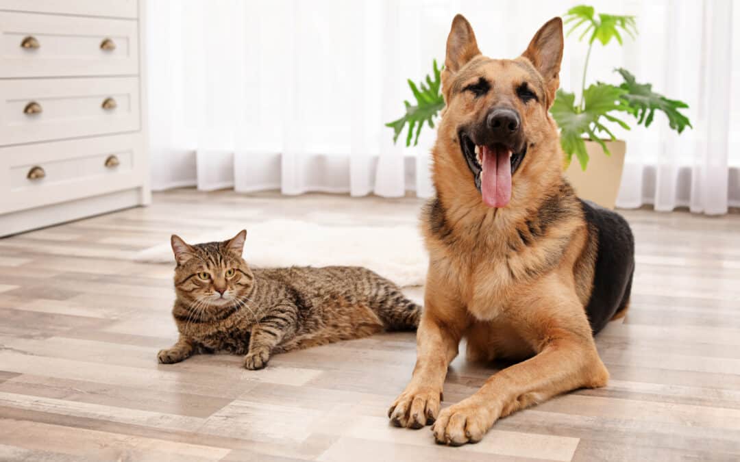 What is the Best Flooring Option for Homes with Pets?