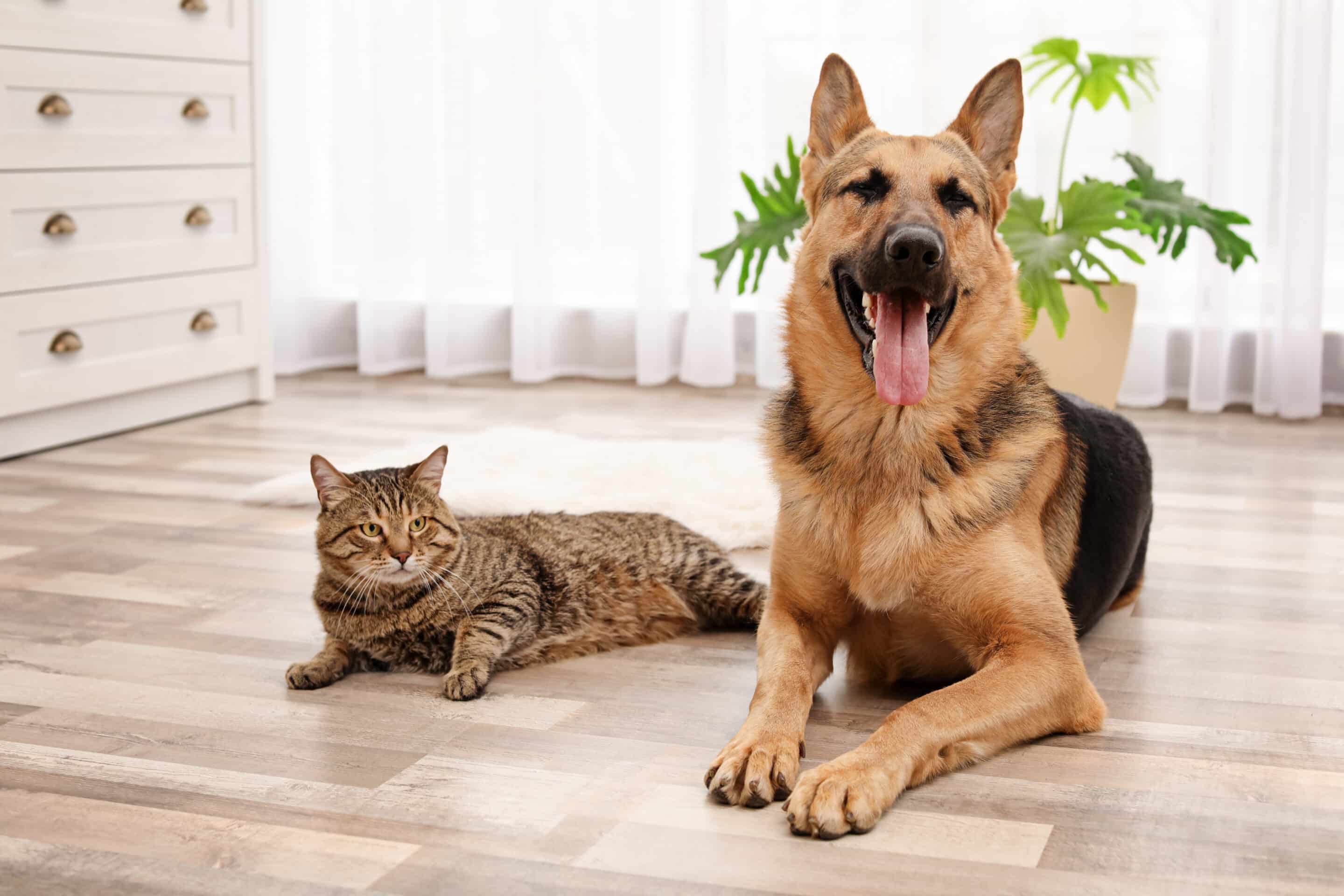 Pets lying on the floor