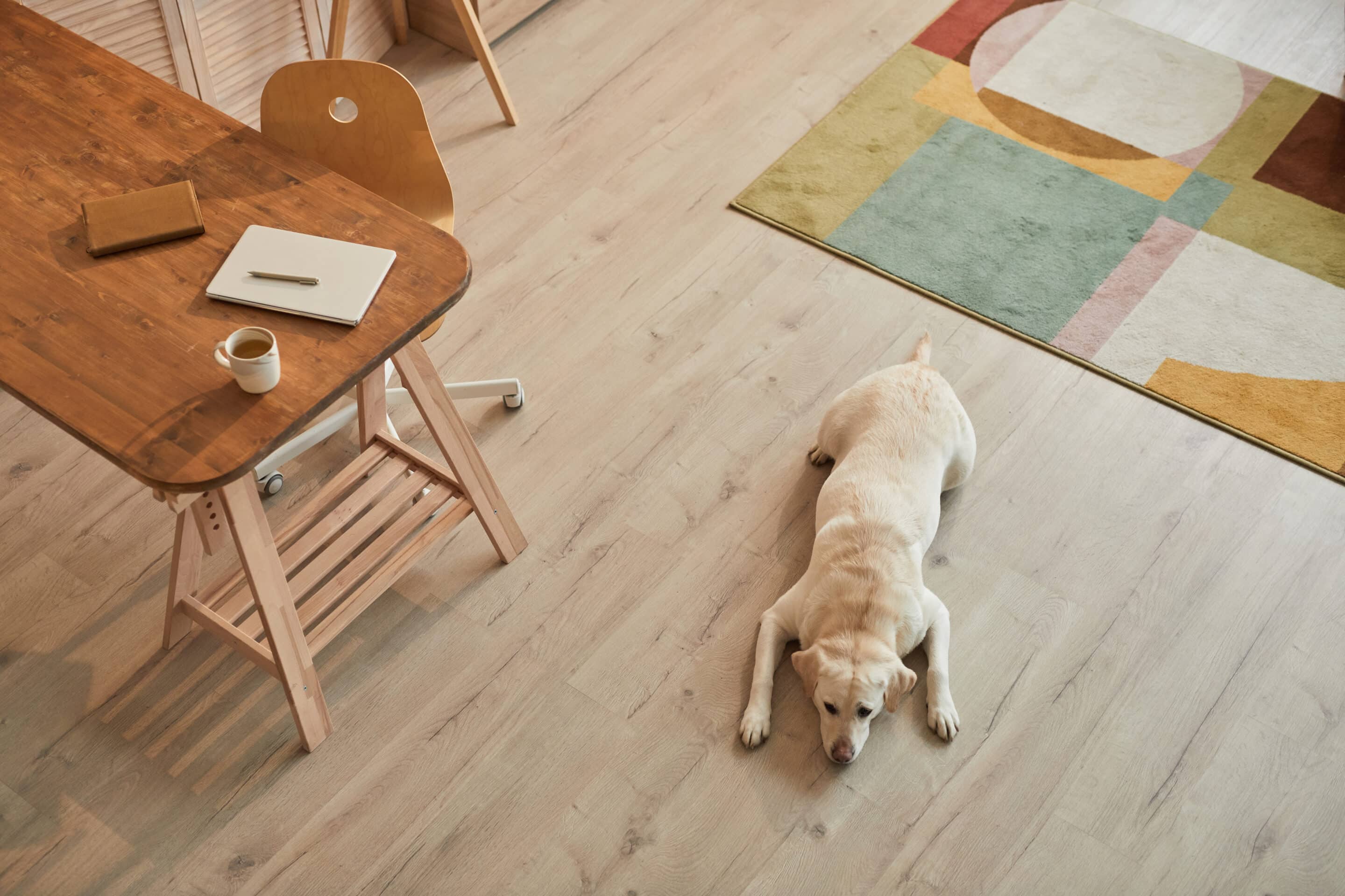 Dog lying on the floor