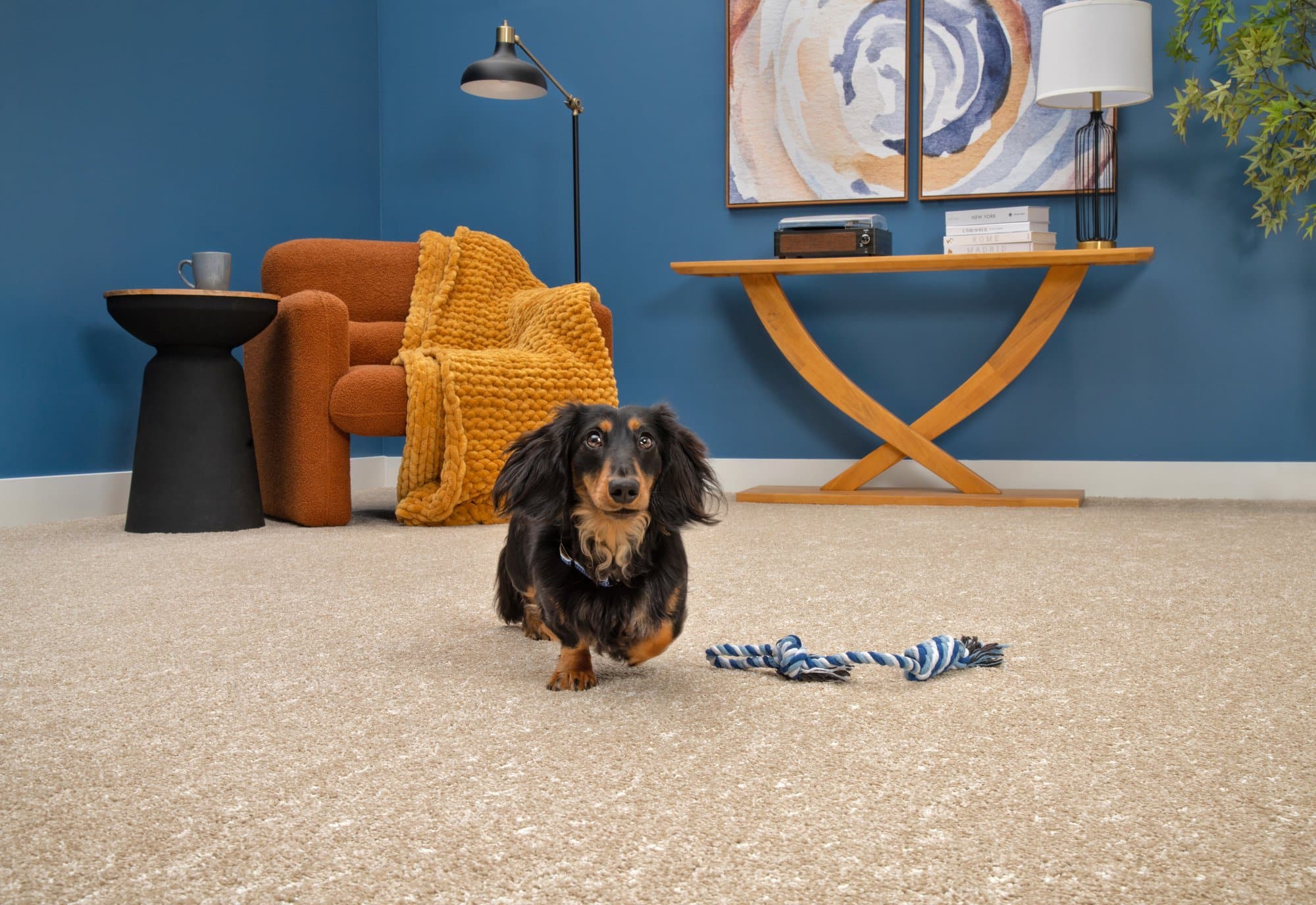 Family room wall-to-wall carpet with pet — stain-resistant lifestyle